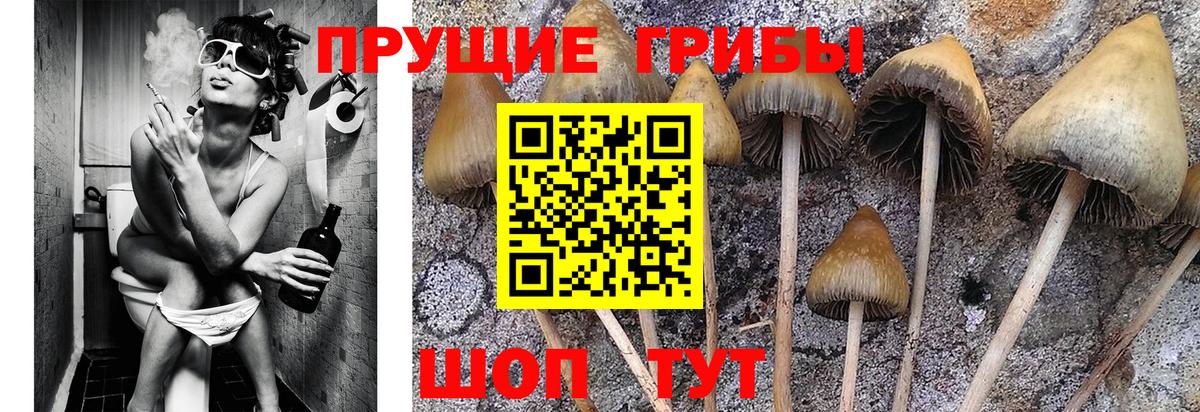 Сухой Лог  Галлюциногенные грибы Psilocybe  Вход с VPN 
